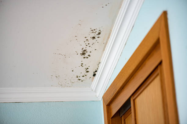 Best Post-Flood Mold Remediation in Coleraine, MN