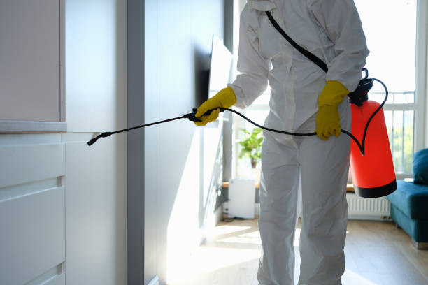 Best Basement Mold Remediation in Coleraine, MN