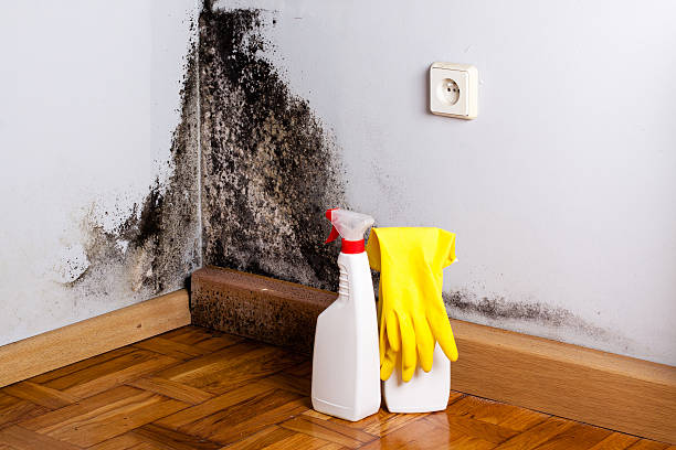 Best Insurance-Related Mold Remediation in Coleraine, MN