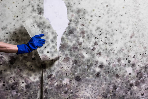 Best Industrial Mold Remediation in Coleraine, MN